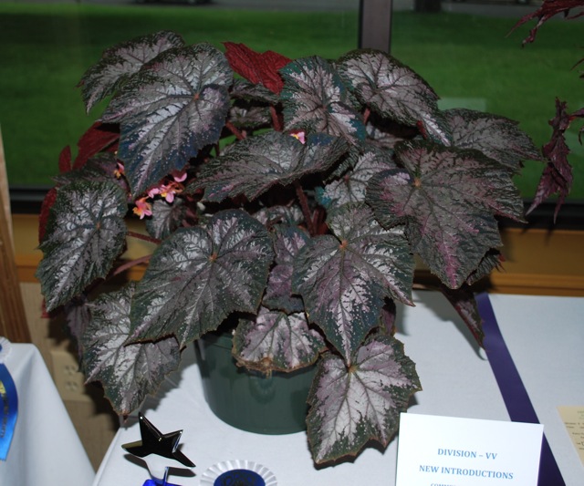 B. ‘Winter Twilight’